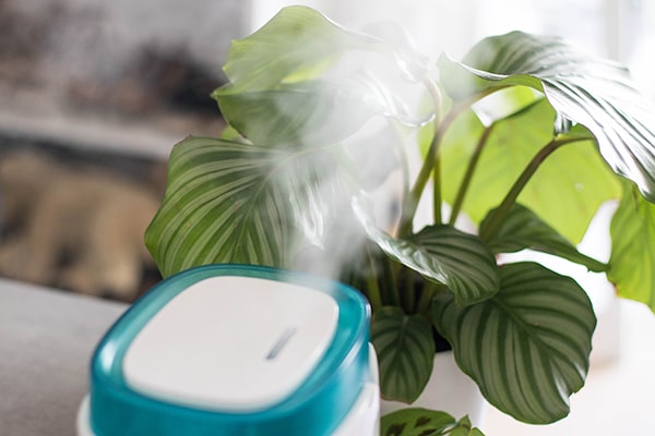 umidificador de plantas automático