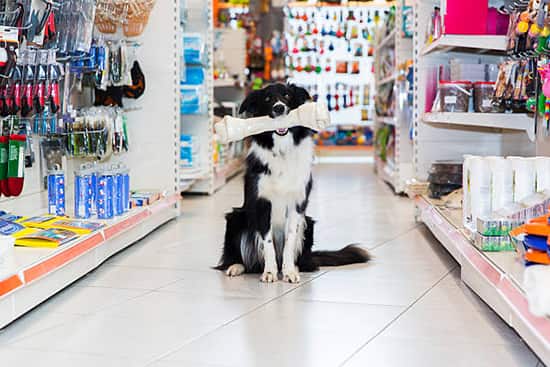 câmera clínica veterinária